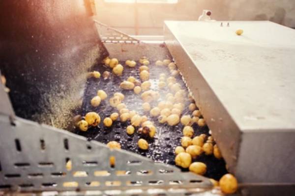 washing potatos